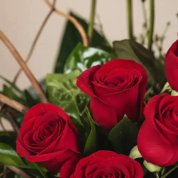 Primer plano extremo de rosas rojas frescas del Arreglo GIANNA, con gotas de rocío y hojas verdes, destacando su textura y co