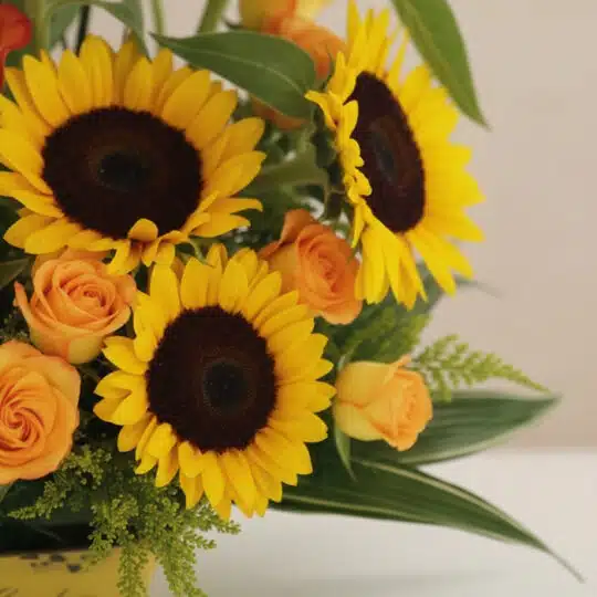Primer plano extremo de un arreglo floral Giacomo con girasoles vibrantes, rosas naranjas frescas y gotas de rocío sutiles, d