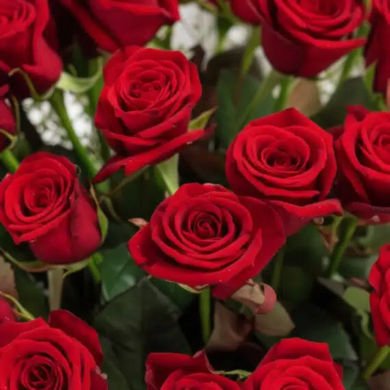 Primer plano extremo de múltiples rosas rojas frescas con gotas de rocío sutiles, mostrando textura hiperrealista y colores v