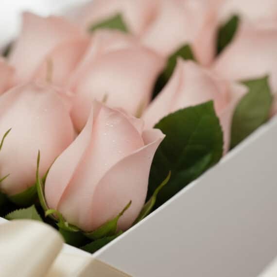 Primer plano extremo de una caja de 12 rosas rosadas frescas con gotas de rocío, destacando su textura hiperrealista y colore