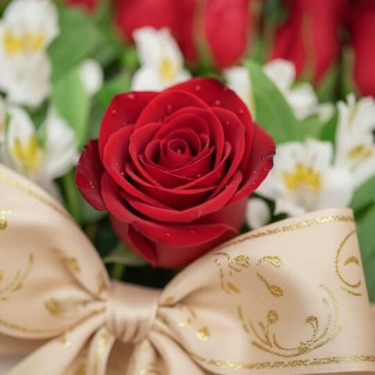 Primer plano extremo de una rosa roja vibrante con gotas de rocío, pétalos suaves y textura hiperrealista, sobre un fondo flo